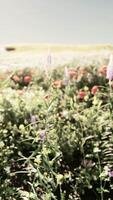 ein beschwingt Feld gefüllt mit bunt Blumen video