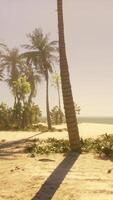 A beach with palm trees and the ocean in the background video