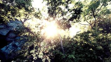 lumière du soleil furtivement par des arbres dans jungle video