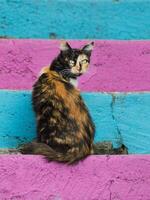 portrait shot of calico cat looking at camera on colorful steps photo