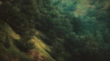 aérien vue de luxuriant vert forêt video