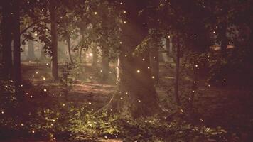 A forest filled with lots of trees covered in fireflies video