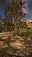 A serene river with lush palm trees video