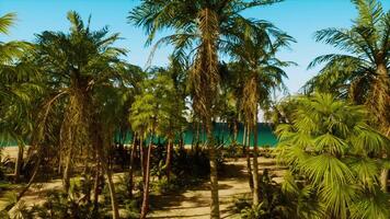 une plage avec paume des arbres et le océan dans le Contexte video