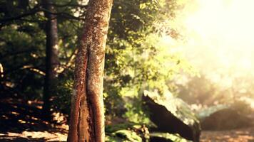 Dom rayos filtrar mediante arboles en tropical bosque video