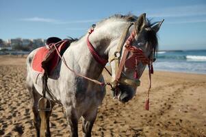 Portrait of a horse in captivity against the background of the ocean. Concept of exploiting animals for profit photo