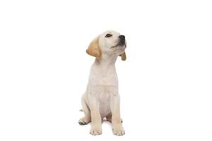 puppy labrador isolated on white background photo