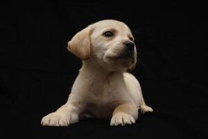 Golden Labrador Retriever puppy funny sitting and smiling isolated on black background, front view photo