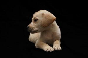 Golden Labrador Retriever puppy funny sitting and smiling isolated on black background, front view photo