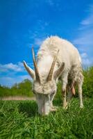 small goat in a field of wheat. photo