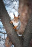 Squirrel in the autumn park.. photo