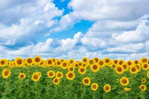 Beautiful landscape with sunflower field over blue sky. Nature concept photo