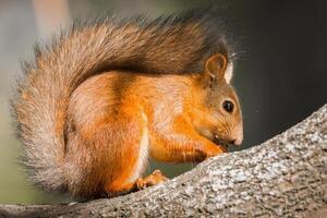 Squirrel in the autumn park. photo