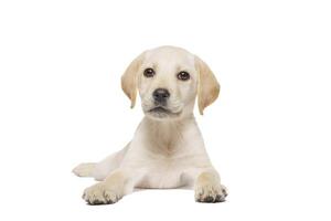 perrito Labrador aislado en blanco antecedentes foto