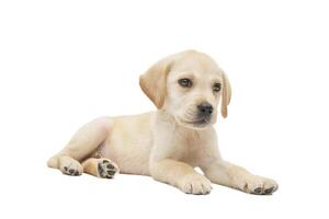 puppy labrador isolated on white background photo