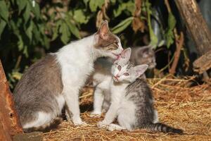 Gray striped cat walks on a leash on green grass outdoors. photo