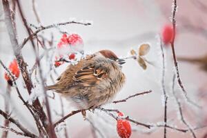 closeup of a House sparrow standing on a tree.. photo