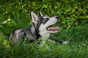 Black and white siberian husky is standing. Happy dog on natural landscape.. photo