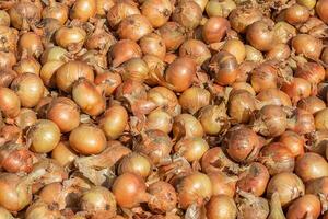 top view lot of fresh big yellow onions with peel at the grocery. photo