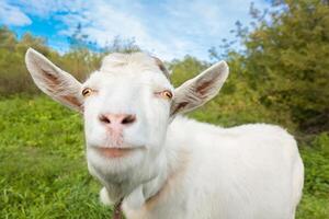 small goat in a field of wheat. photo