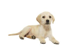puppy labrador isolated on white background photo