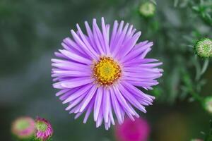 symphyotrichum novi-belgii, delicado y hermosa jardín flor foto