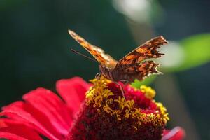 European peacock butterfly Aglais io. Copy space. photo