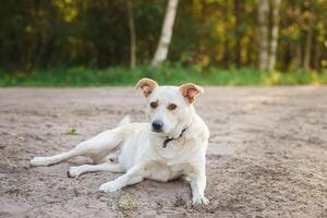 Mongrel dog of red color lies on its stomach on the grass, stretching its front paws forward. Spring. photo