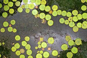 Top view of the lily pond on the island of Mauritius.Botanical Garden on the paradise island of Mauritius. photo