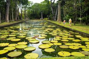 Botanical garden on the Paradise island of Mauritius. Beautiful pond with lilies. An island in the Indian ocean photo