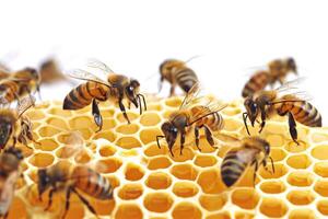 AI generated Close-up of bees working on honeycombs on a white background photo