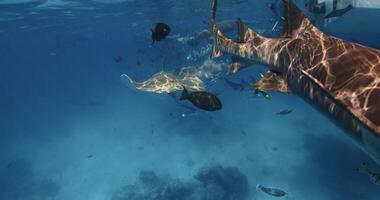 Nurse sharks underwater in tropical blue sea. School of fish and sharks in transparent ocean video