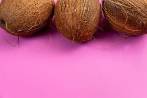 Whole coconuts on a pink background.three shaggy coconuts lie on an isolated background photo