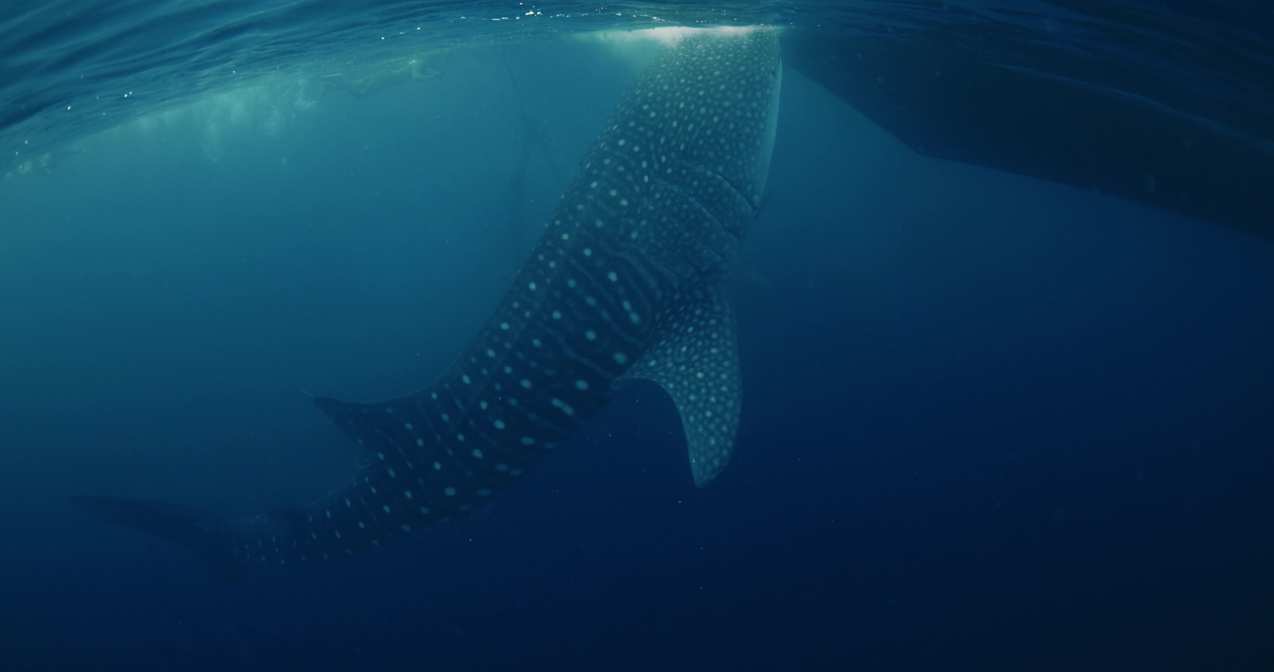 Giant Whale shark underwater in blue ocean. Whale shark eating plankton