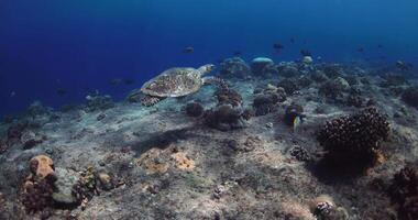 Sea turtle glides on coral reef in tropical blue ocean. Turtle swims underwater in crystal sea video