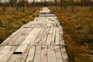 Wooden path on the swamp in Yelnya, Belarus photo