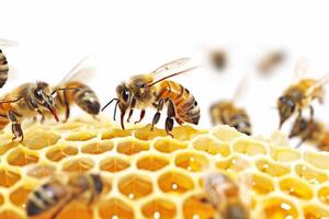 AI generated Close-up of bees working on honeycombs on a white background photo