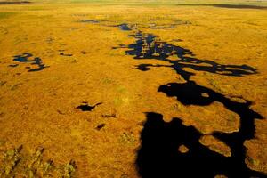 un aéreo ver de un otoño pantano en yelnya, bielorrusia, otoño. ecosistemas ecológico problemas clima cambio foto