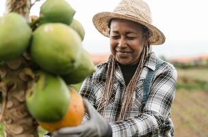 Senior African farmer working in countryside harvesting papaya tropical fruits - Farm lifestyle people concept photo