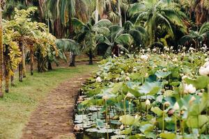 Botanical garden in Pamplemousses, Mauritius.Pond in the Botanical garden of Mauritius photo