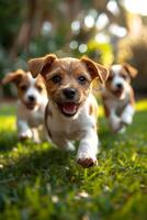 AI generated Jack Russell running dogs run on the green grass in summer photo