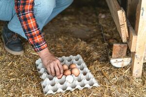hembra granjero cosecha arriba Fresco huevos en gallinero - granja personas estilo de vida concepto foto