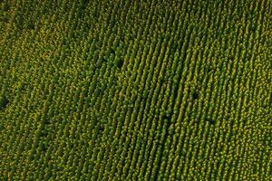 A big beautiful field of sunflowers view from the height of bird flight.Unusual photo of sunflowers in the field.