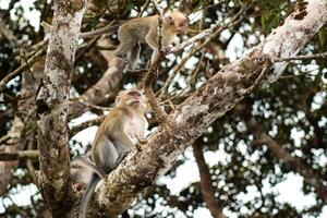 A wild live monkey sits on a tree on the island of Mauritius.Monkeys in the jungle of the island of Mauritius photo