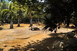 gigante tortugas dipsochelys gigantea en un tropical parque en el isla de Mauricio en el indio Oceano foto