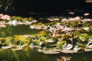 Flowers growing on water in the Botanical garden of Puerto de La Cruz, Tenerife, Spain. photo