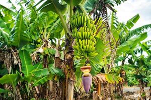 Two bunches of bananas growing on a tree on the plontage of the island of Mauritius photo