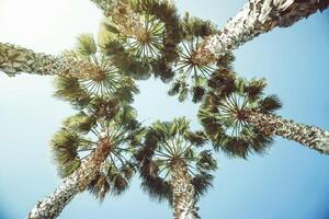 View from below of tropical tall palm trees in a form of circle on a sunny day - Summer, travel and vacation concept - vintage filter photo