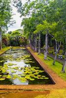 botánico jardín en el paraíso isla de mauricio hermosa estanque con lirios un isla en el indio Oceano foto