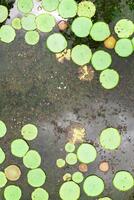 parte superior ver de el lirio estanque en el isla de mauricio.botánico jardín en el paraíso isla de mauricio foto